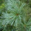 Vanderwolf's Pyramid Pine #15 - Image 2